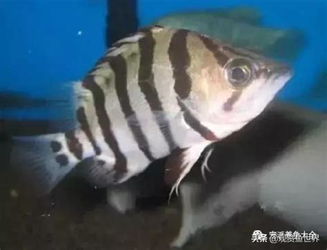 銀虎魚|比較齊全的虎魚品種圖鑑參考和飼養攻略 